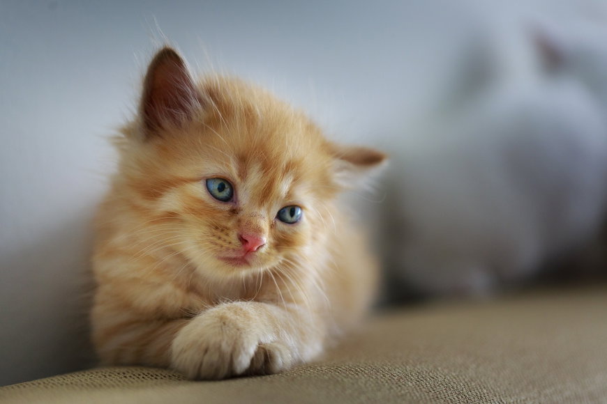 Katzenbilder: Hier kommen die 25 süßesten Katzenbabys