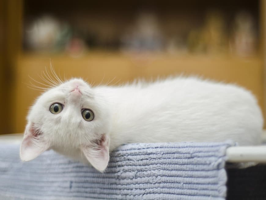 Katzenbabys
