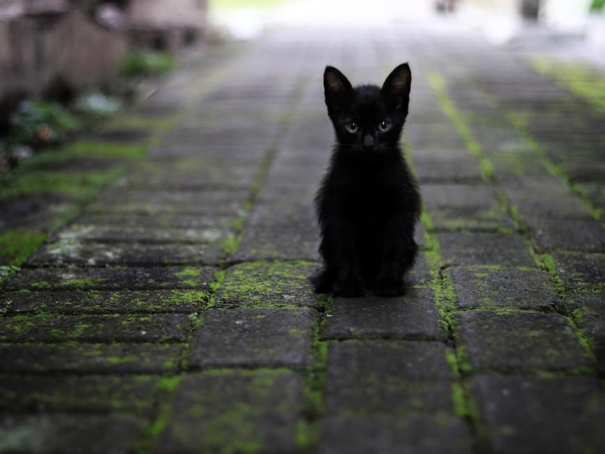Katzenbabys
