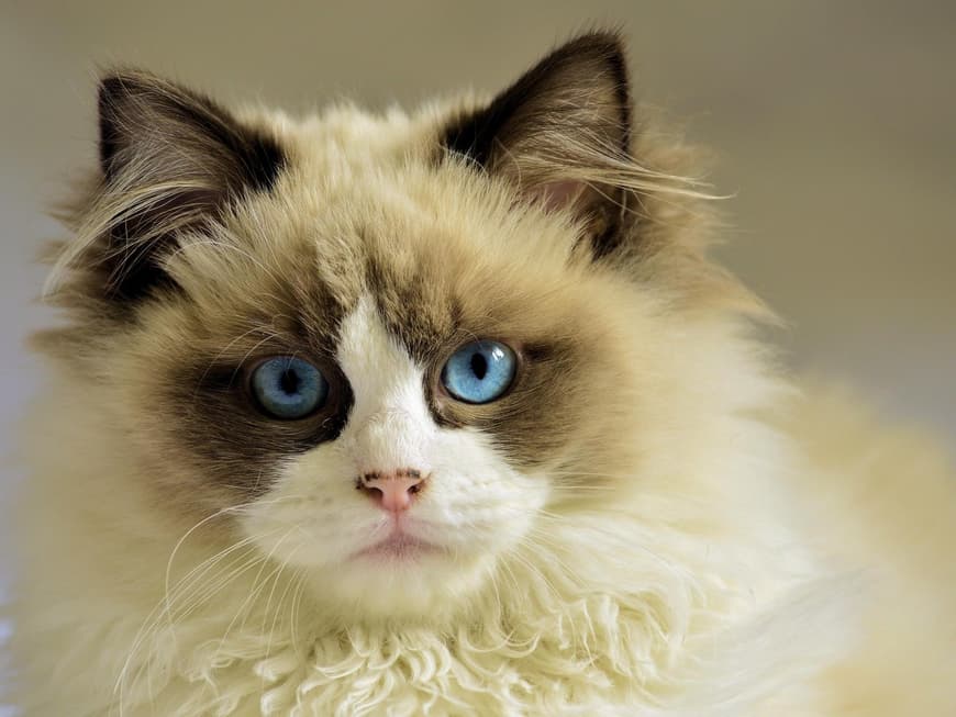Katzenbabys