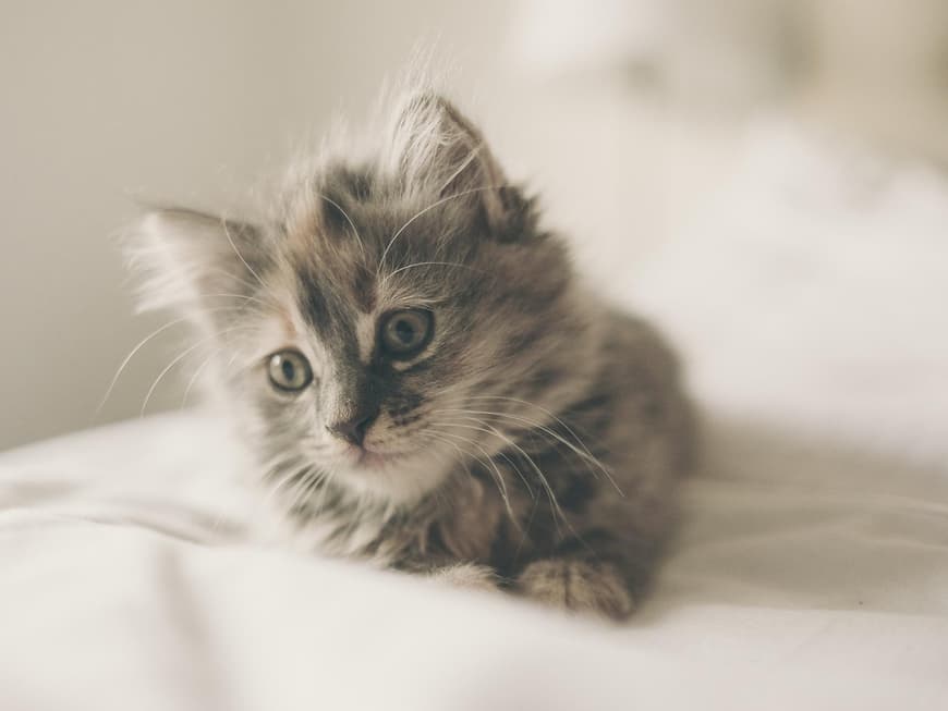Katzenbabys