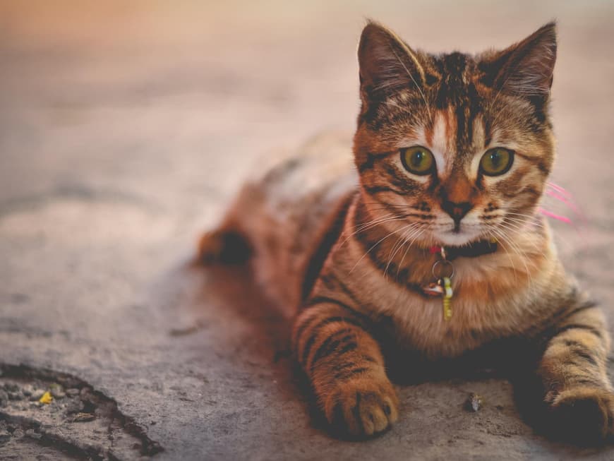 Katzenbabys