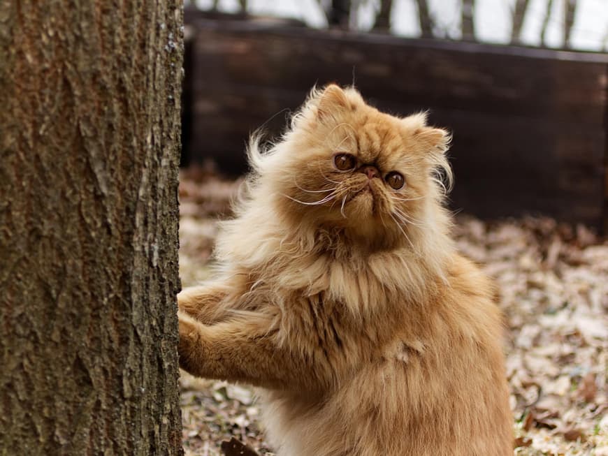 Perserkatze