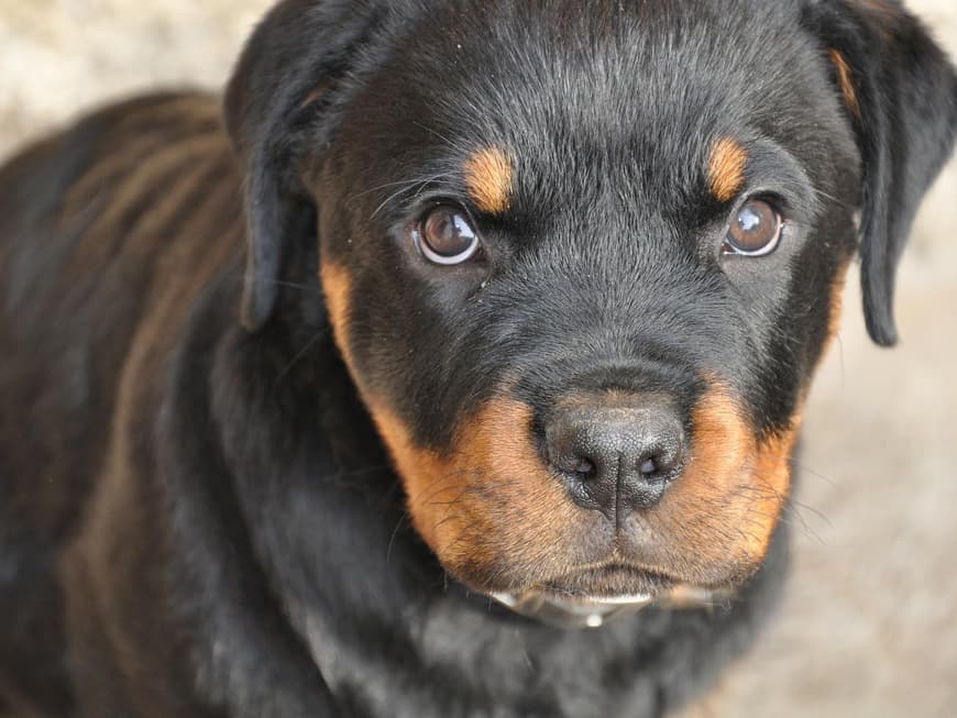 Rottweiler