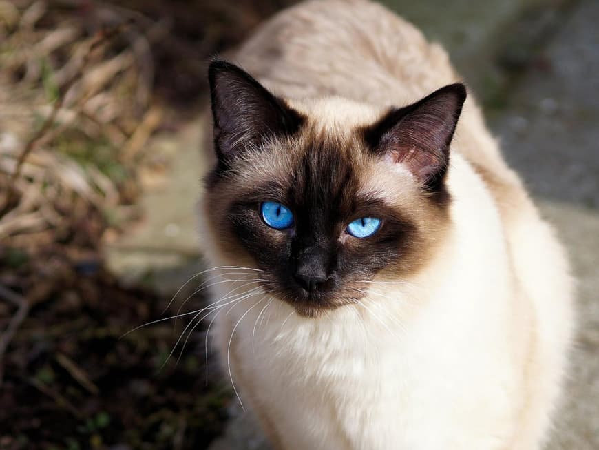 Siamkatze