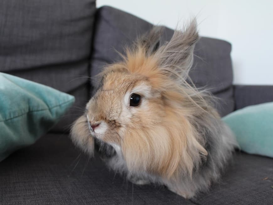Angora Kaninchen