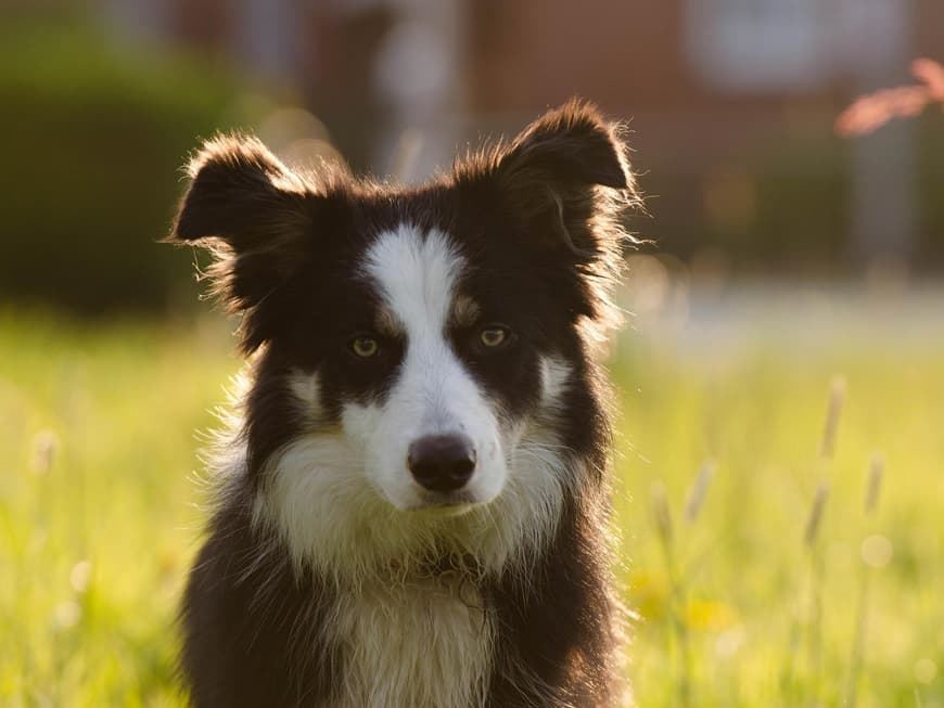 Border Collie