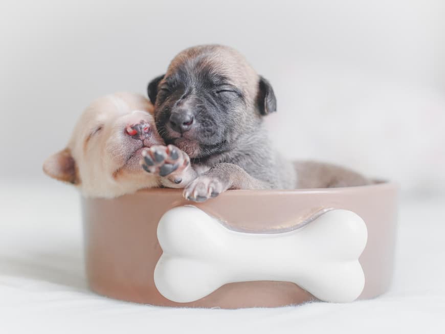 Hundewelpen