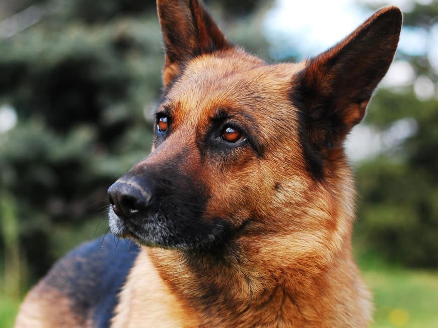 Schäferhund