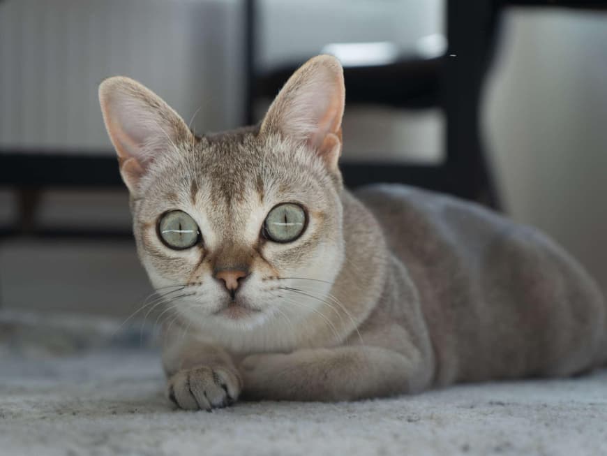 Verschmuste Katzenrassen Singapura Katze