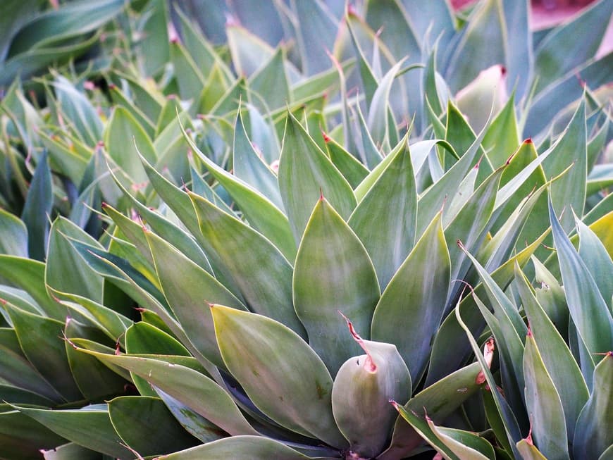 Agave