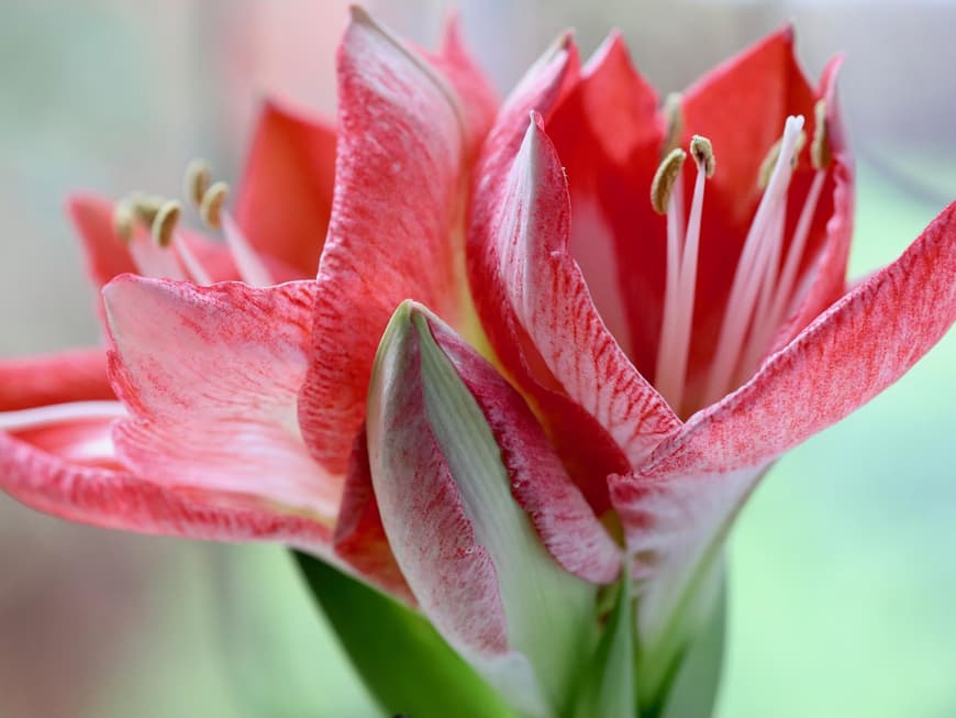 Amaryllis
