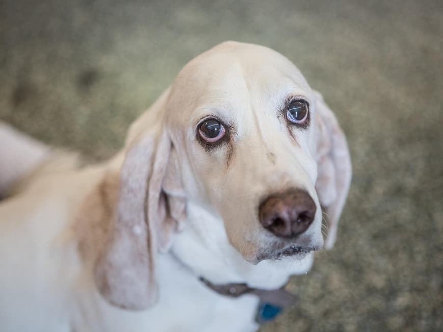 Basset