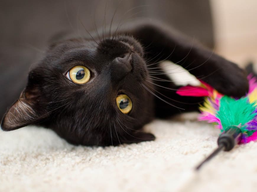 Bombay Katze schwarz