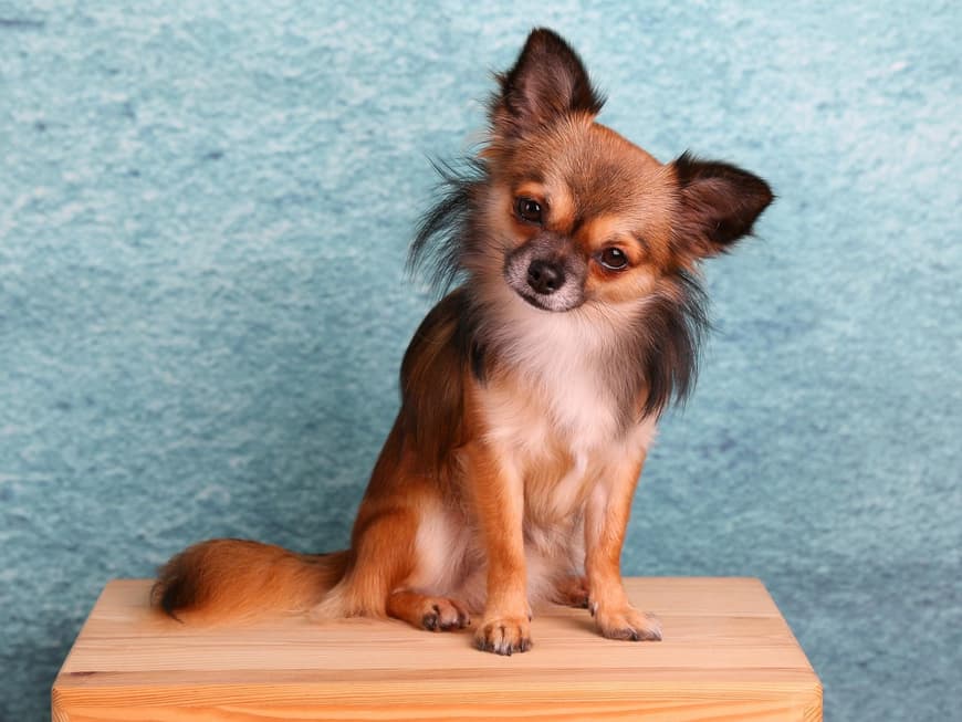 Chihuahua hält seinen Kopf schief.