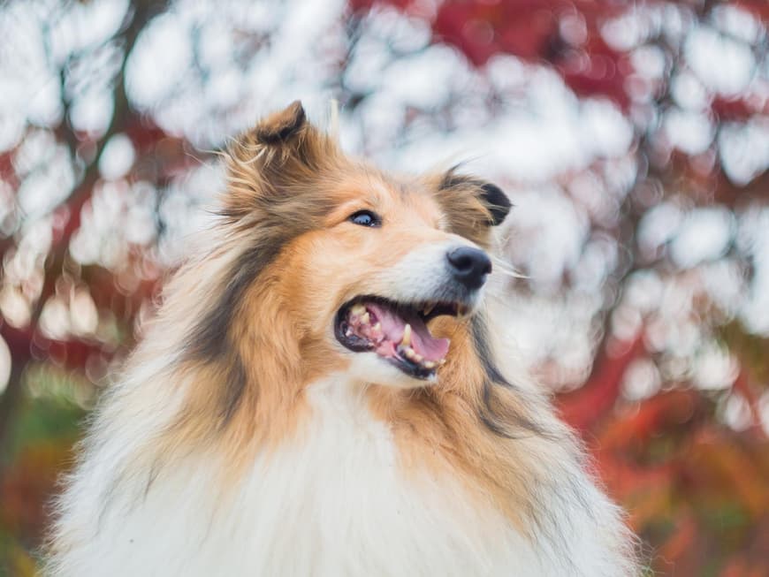 Collie