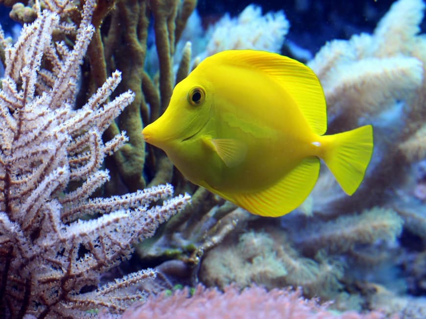 Fisch