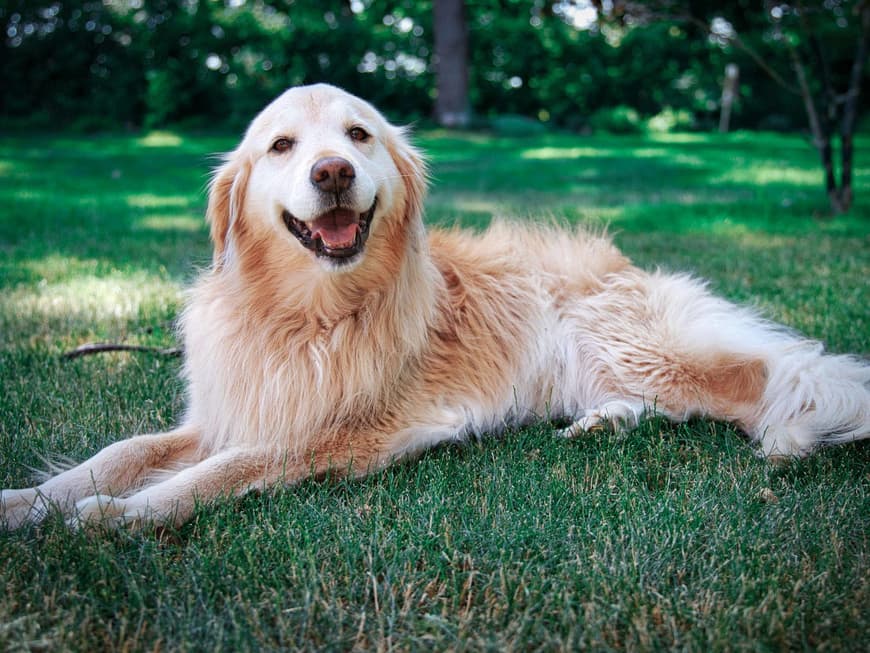 Golden Retriever