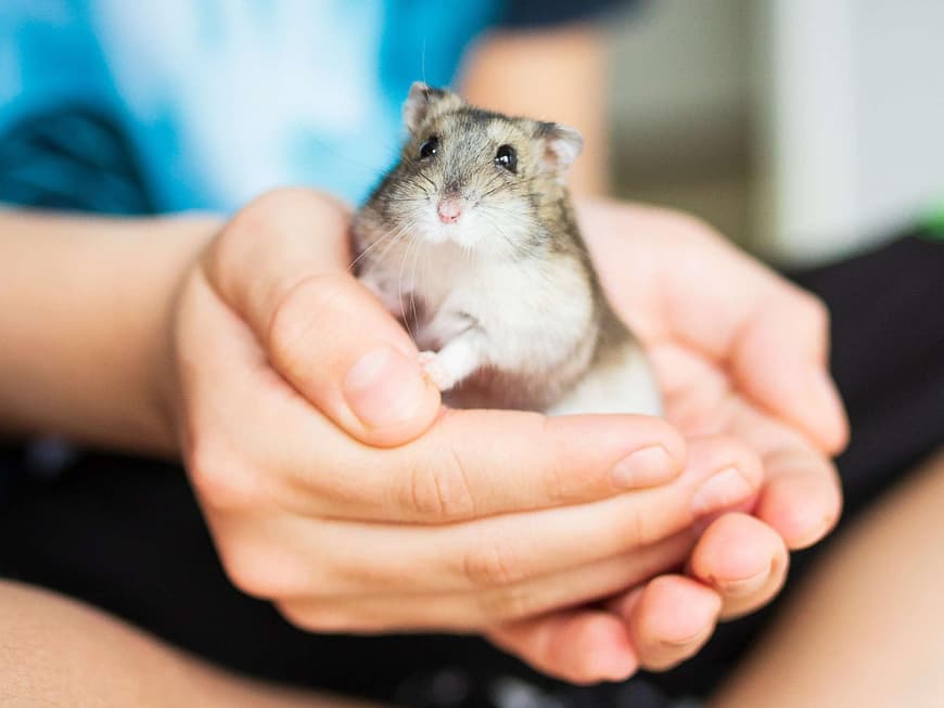 Hamster