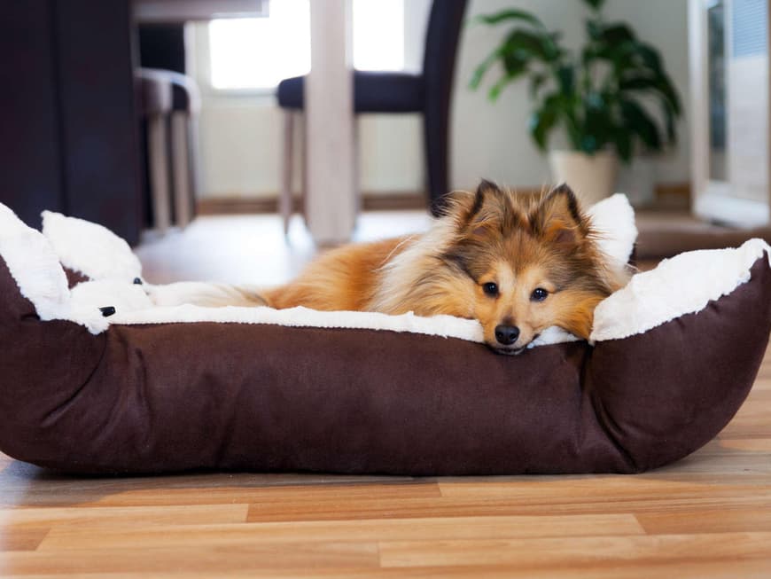 Hund im Hundebett