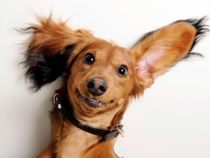 Hund mit langen Ohren