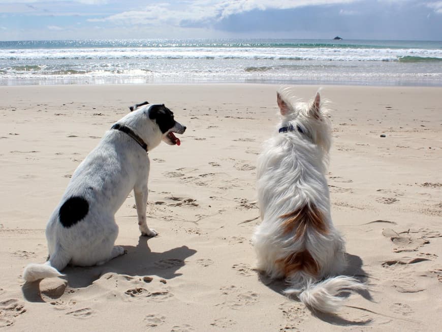 Hunde am Meer
