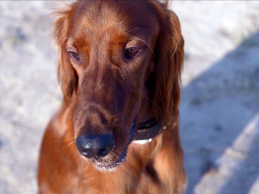 Irish Setter