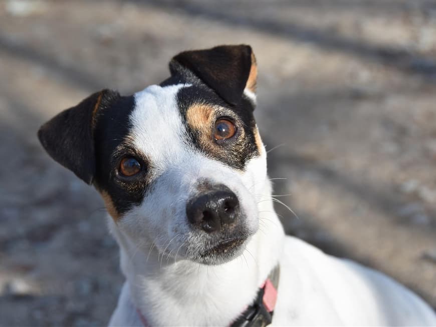 Hund Jack Russel