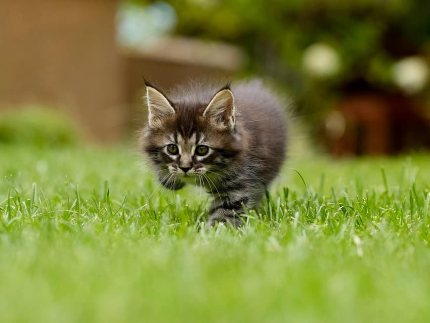 Katze Baby