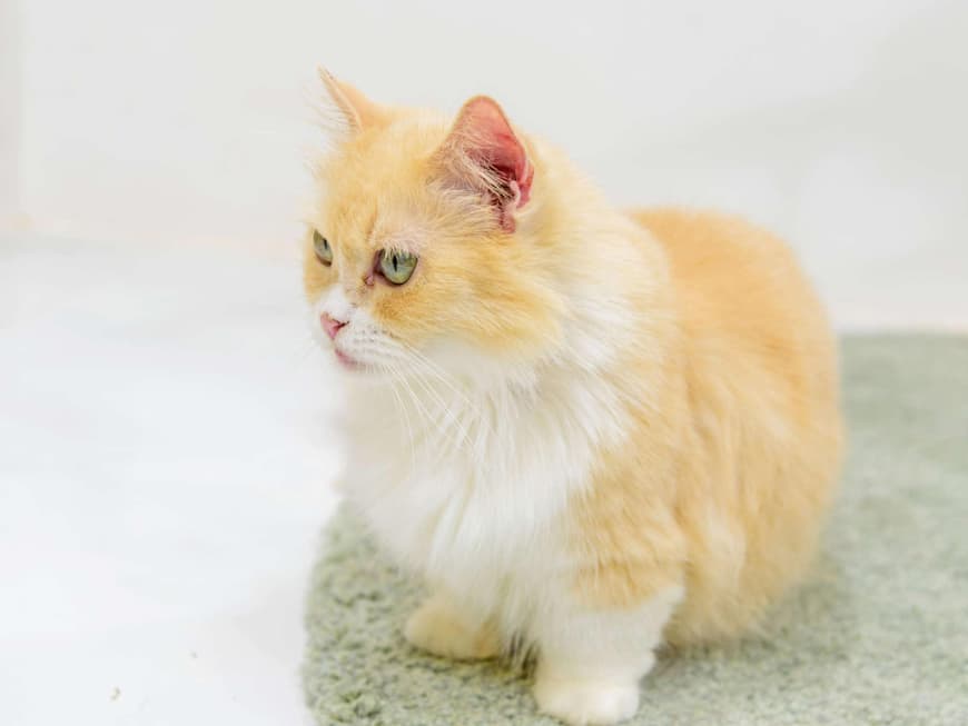 Katze munchkin