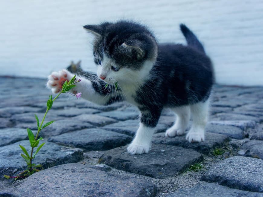 Katzenbaby mit Blume