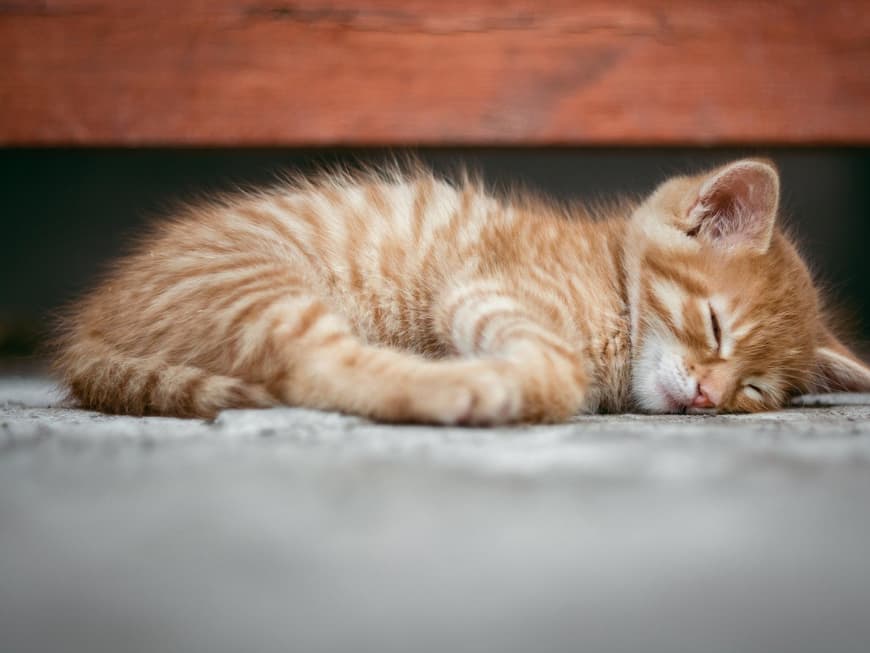 Kleine Katze schläft