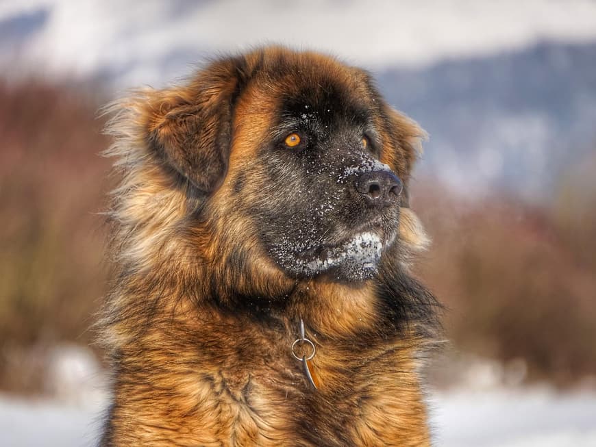 Hund Leonberger