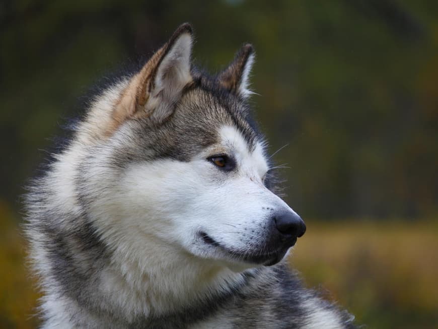 Alaskan Malamute