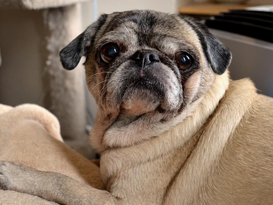 Mops