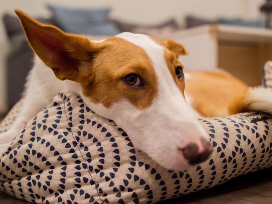 Pharaonenhund