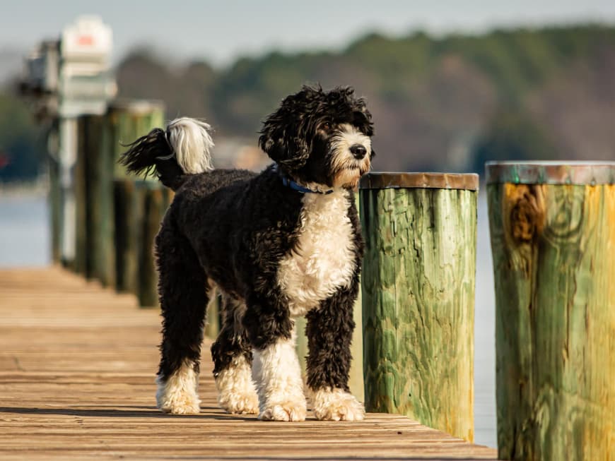 Portugiesischer Wasserhund