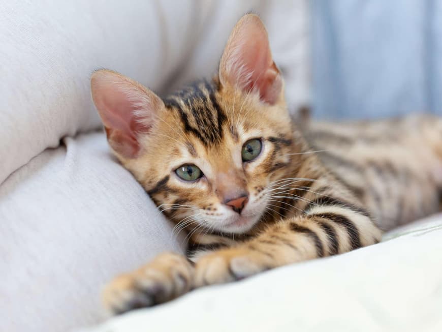 Savanah Katze