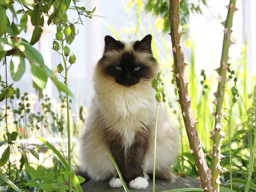 Birmakatze