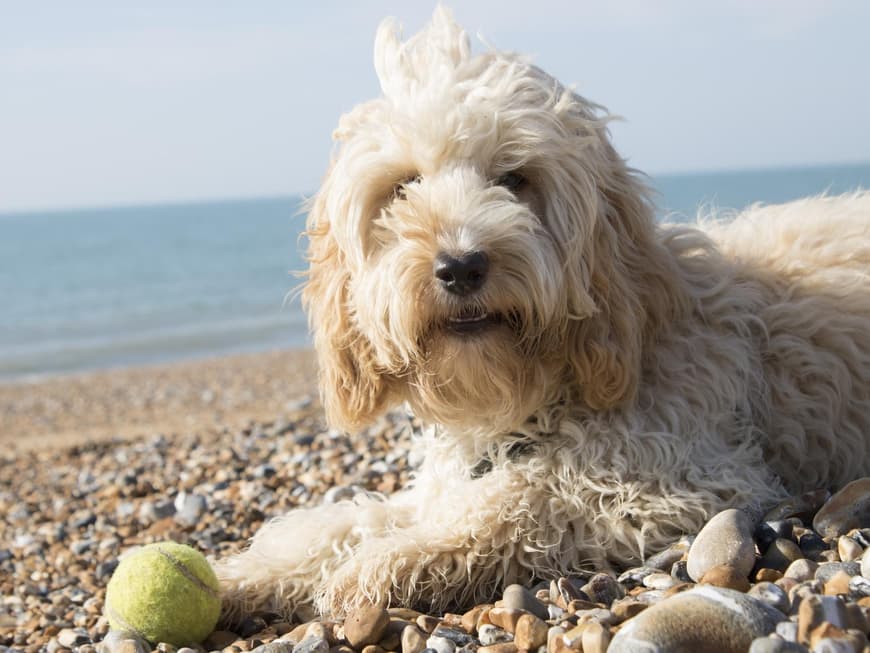 Hund Cockapoo