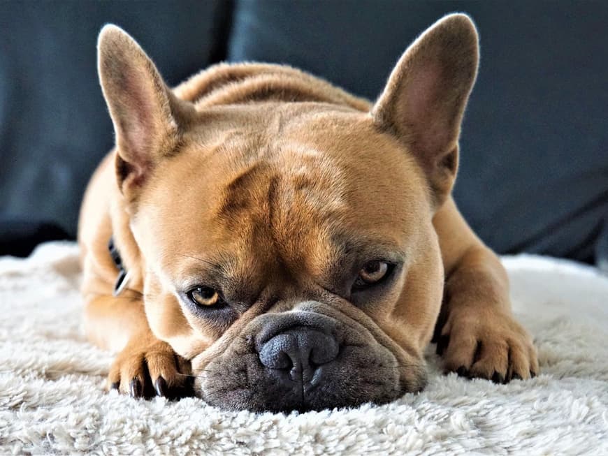Französische Bulldogge