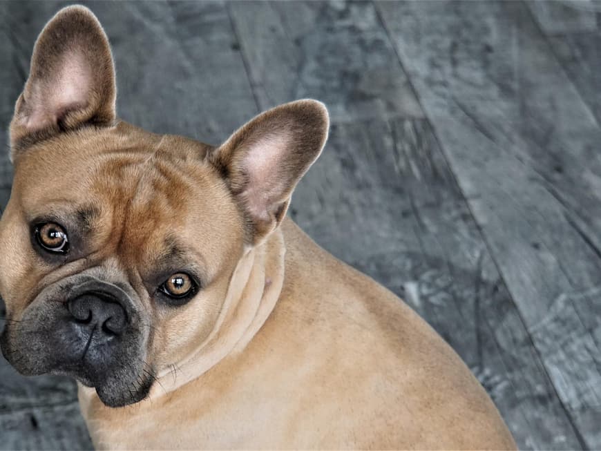 Französische Bulldogge