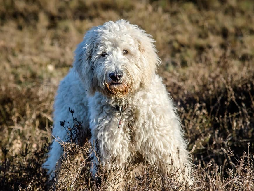 Goldendoodle
