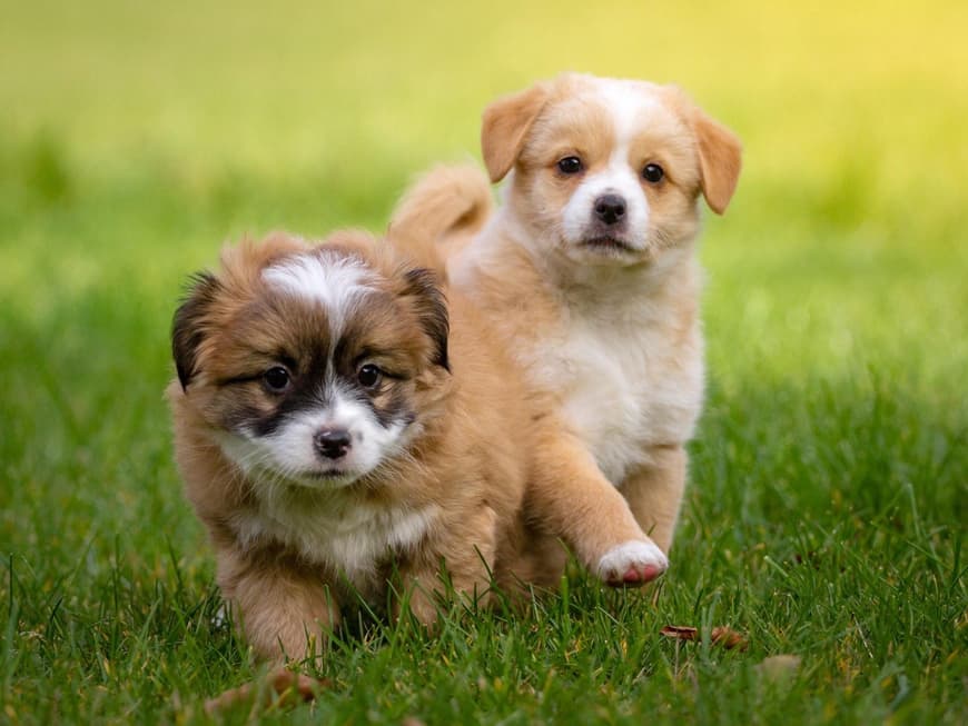 Hundewelpen