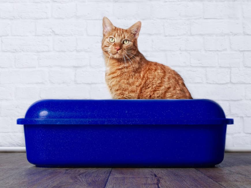 Katze im Katzenklo