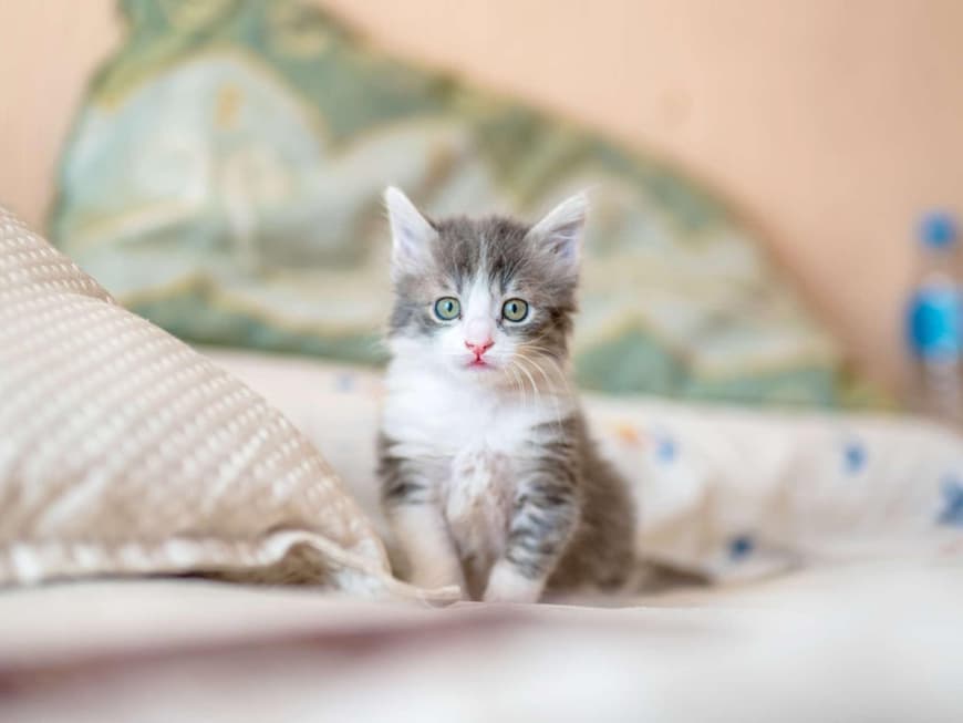 Katzenbaby auf dem Bett
