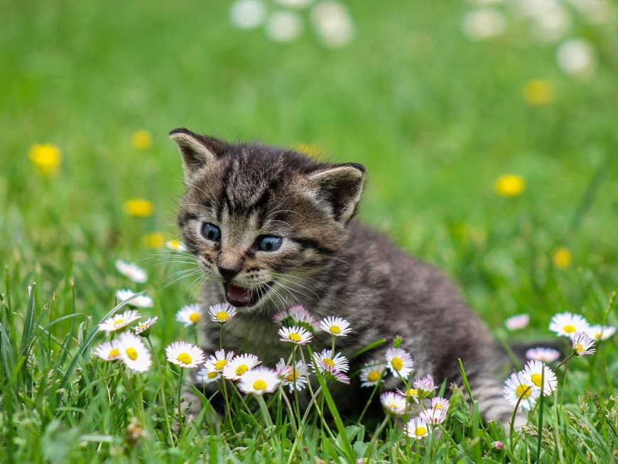 Katzenbaby Gänseblumen