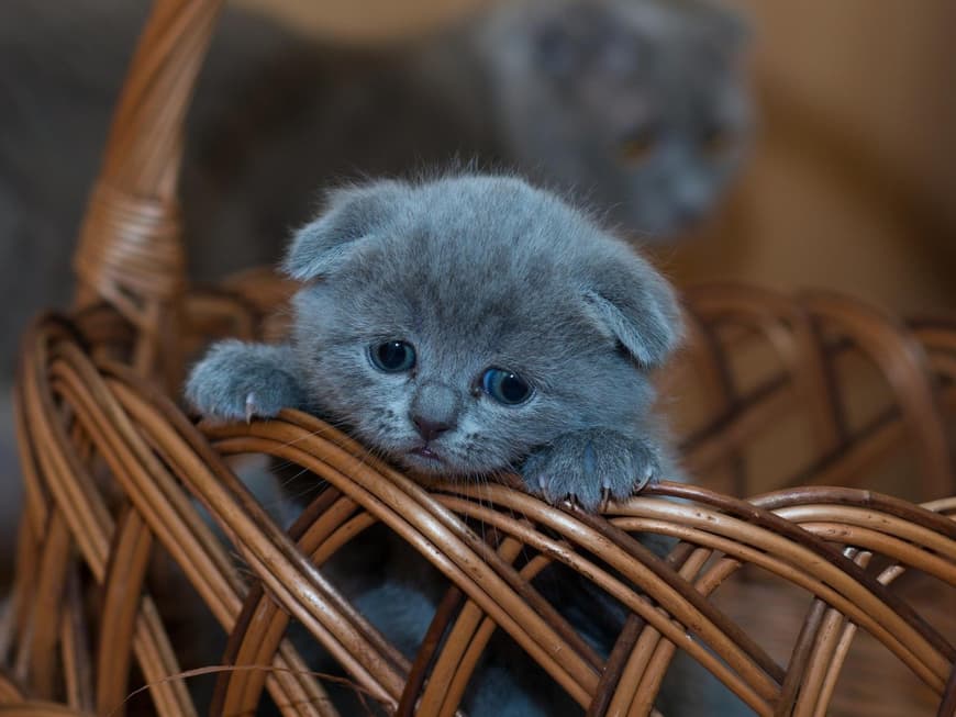 Katzenbaby Korb