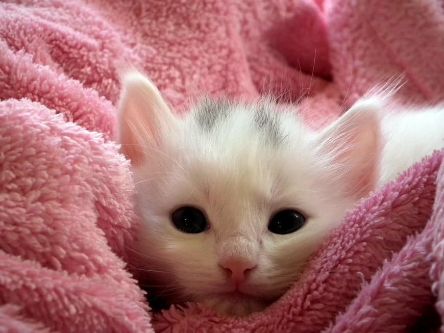 Katzenbaby weiß