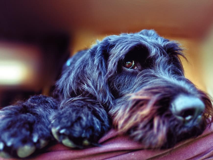 Labradoodle